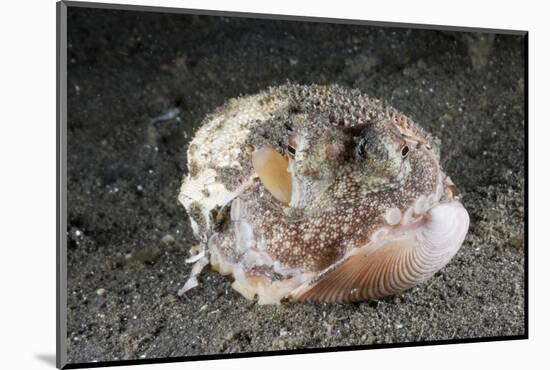 Coconut Octopus Hiding in a Shell (Octopus Marginatus), Lembeh Strait, North Sulawesi, Indonesia-Reinhard Dirscherl-Mounted Photographic Print