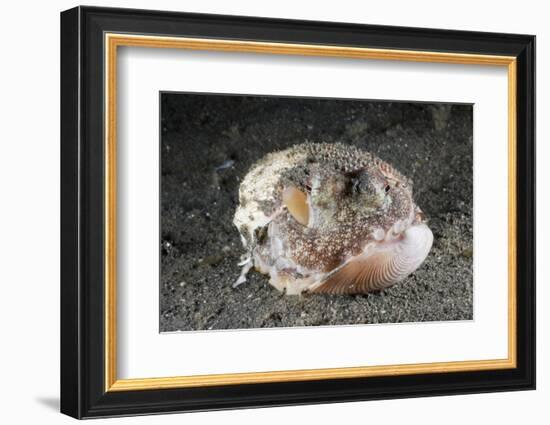 Coconut Octopus Hiding in a Shell (Octopus Marginatus), Lembeh Strait, North Sulawesi, Indonesia-Reinhard Dirscherl-Framed Photographic Print