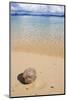 Coconut on a Sandy Beach in the Bacuit Archipelago, Palawan, Philippines-Michael Runkel-Mounted Photographic Print