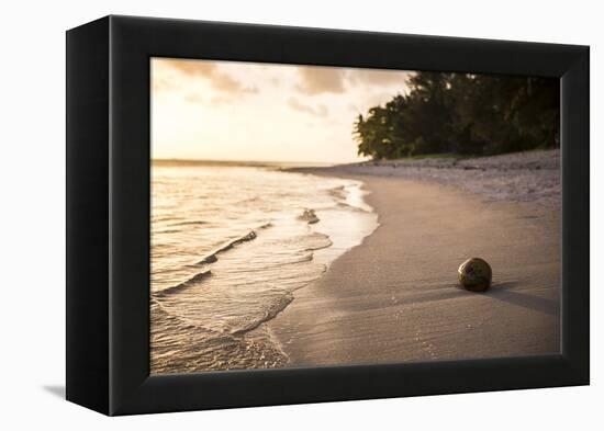 Coconut on a Tropical Beach at Sunset, Rarotonga Island, Cook Islands, South Pacific, Pacific-Matthew Williams-Ellis-Framed Premier Image Canvas