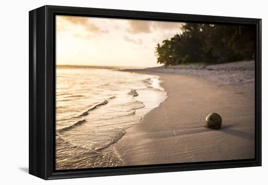 Coconut on a Tropical Beach at Sunset, Rarotonga Island, Cook Islands, South Pacific, Pacific-Matthew Williams-Ellis-Framed Premier Image Canvas