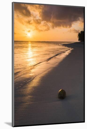 Coconut on a Tropical Beach at Sunset, Rarotonga Island, Cook Islands, South Pacific, Pacific-Matthew Williams-Ellis-Mounted Photographic Print