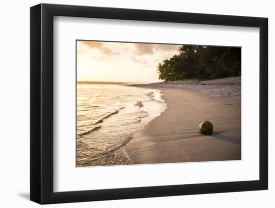 Coconut on a Tropical Beach at Sunset, Rarotonga Island, Cook Islands, South Pacific, Pacific-Matthew Williams-Ellis-Framed Photographic Print