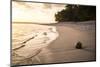 Coconut on a Tropical Beach at Sunset, Rarotonga Island, Cook Islands, South Pacific, Pacific-Matthew Williams-Ellis-Mounted Photographic Print