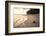 Coconut on a Tropical Beach at Sunset, Rarotonga Island, Cook Islands, South Pacific, Pacific-Matthew Williams-Ellis-Framed Photographic Print