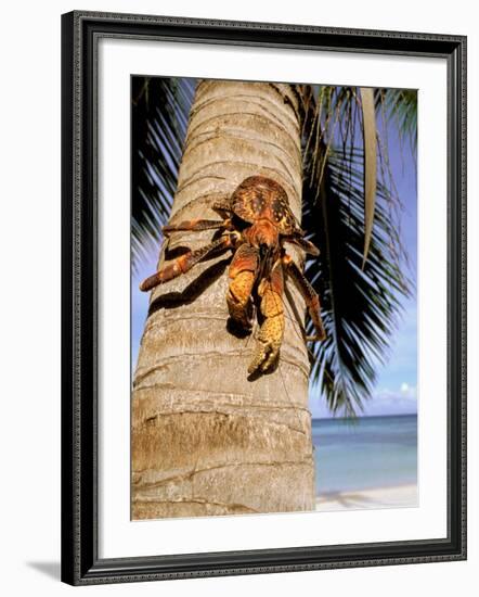 Coconut or Robber Crab, Picard Island, Aldabra Atoll, Seychelles, Africa-Pete Oxford-Framed Photographic Print