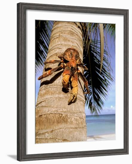 Coconut or Robber Crab, Picard Island, Aldabra Atoll, Seychelles, Africa-Pete Oxford-Framed Photographic Print