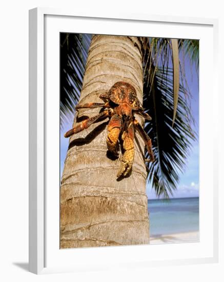 Coconut or Robber Crab, Picard Island, Aldabra Atoll, Seychelles, Africa-Pete Oxford-Framed Photographic Print