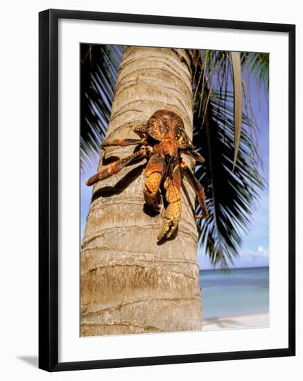 Coconut or Robber Crab, Picard Island, Aldabra Atoll, Seychelles, Africa-Pete Oxford-Framed Photographic Print