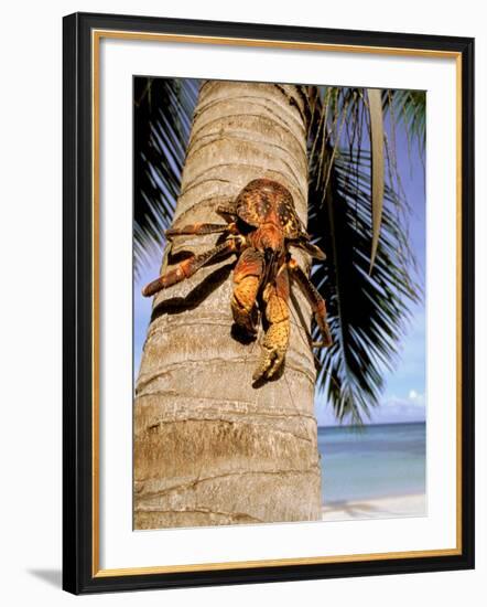 Coconut or Robber Crab, Picard Island, Aldabra Atoll, Seychelles, Africa-Pete Oxford-Framed Photographic Print