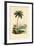 Coconut Palm, 1833-39-null-Framed Giclee Print