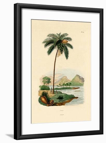 Coconut Palm, 1833-39-null-Framed Giclee Print