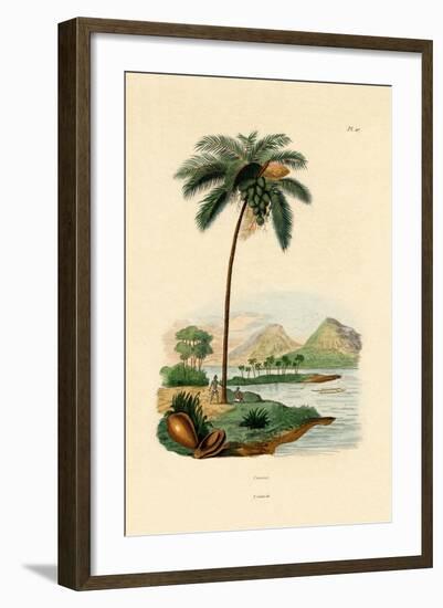 Coconut Palm, 1833-39-null-Framed Giclee Print