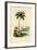 Coconut Palm, 1833-39-null-Framed Giclee Print