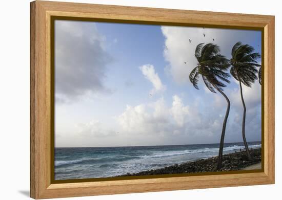 Coconut Palm and Magnificent Frigatebird, Half Moon Caye, Lighthouse Reef, Atoll, Belize-Pete Oxford-Framed Premier Image Canvas