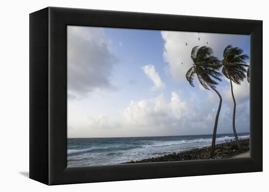 Coconut Palm and Magnificent Frigatebird, Half Moon Caye, Lighthouse Reef, Atoll, Belize-Pete Oxford-Framed Premier Image Canvas