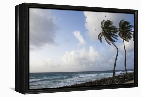 Coconut Palm and Magnificent Frigatebird, Half Moon Caye, Lighthouse Reef, Atoll, Belize-Pete Oxford-Framed Premier Image Canvas