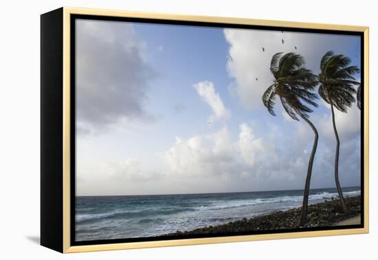 Coconut Palm and Magnificent Frigatebird, Half Moon Caye, Lighthouse Reef, Atoll, Belize-Pete Oxford-Framed Premier Image Canvas