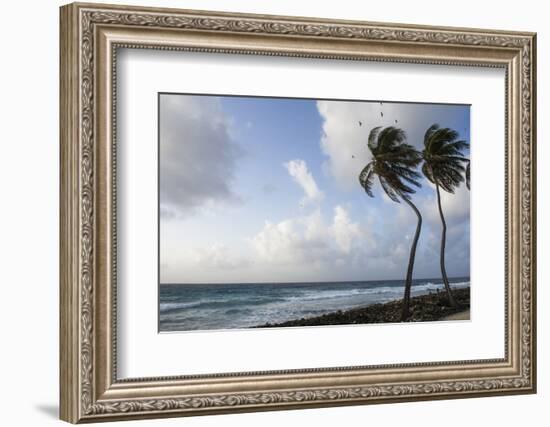 Coconut Palm and Magnificent Frigatebird, Half Moon Caye, Lighthouse Reef, Atoll, Belize-Pete Oxford-Framed Photographic Print