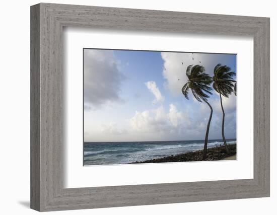 Coconut Palm and Magnificent Frigatebird, Half Moon Caye, Lighthouse Reef, Atoll, Belize-Pete Oxford-Framed Photographic Print