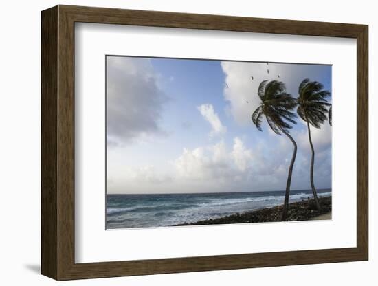 Coconut Palm and Magnificent Frigatebird, Half Moon Caye, Lighthouse Reef, Atoll, Belize-Pete Oxford-Framed Photographic Print