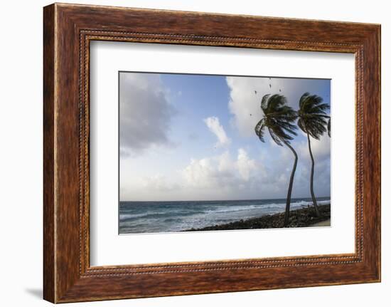 Coconut Palm and Magnificent Frigatebird, Half Moon Caye, Lighthouse Reef, Atoll, Belize-Pete Oxford-Framed Photographic Print