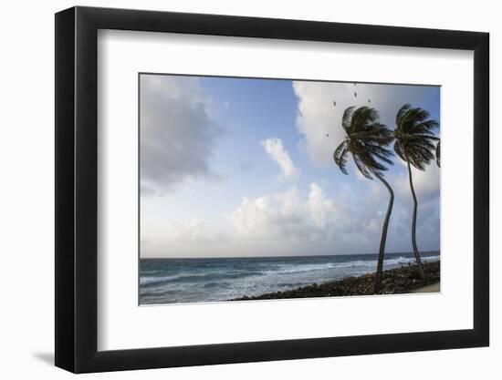 Coconut Palm and Magnificent Frigatebird, Half Moon Caye, Lighthouse Reef, Atoll, Belize-Pete Oxford-Framed Photographic Print