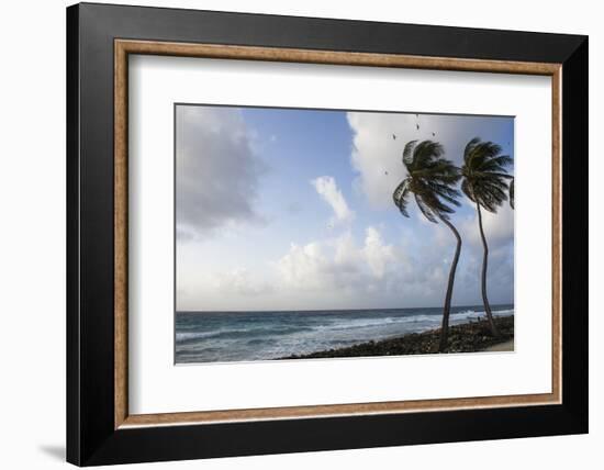 Coconut Palm and Magnificent Frigatebird, Half Moon Caye, Lighthouse Reef, Atoll, Belize-Pete Oxford-Framed Photographic Print