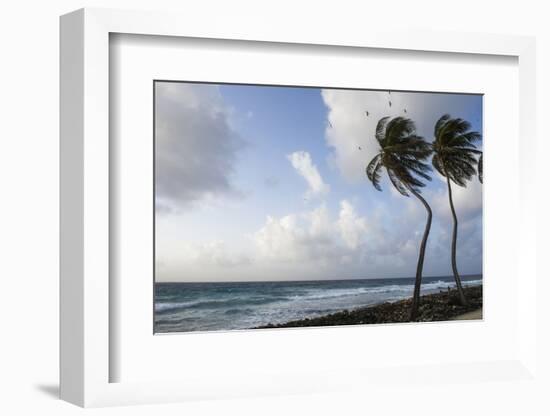 Coconut Palm and Magnificent Frigatebird, Half Moon Caye, Lighthouse Reef, Atoll, Belize-Pete Oxford-Framed Photographic Print