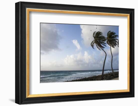 Coconut Palm and Magnificent Frigatebird, Half Moon Caye, Lighthouse Reef, Atoll, Belize-Pete Oxford-Framed Photographic Print