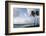 Coconut Palm and Magnificent Frigatebird, Half Moon Caye, Lighthouse Reef, Atoll, Belize-Pete Oxford-Framed Photographic Print