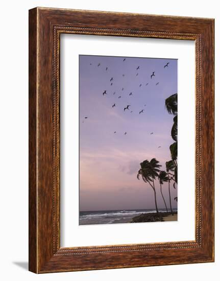 Coconut Palm and Magnificent Frigatebird, Half Moon Caye, Lighthouse Reef, Atoll, Belize-Pete Oxford-Framed Photographic Print