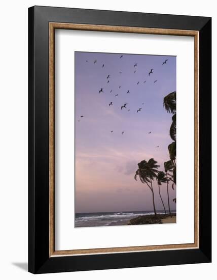 Coconut Palm and Magnificent Frigatebird, Half Moon Caye, Lighthouse Reef, Atoll, Belize-Pete Oxford-Framed Photographic Print