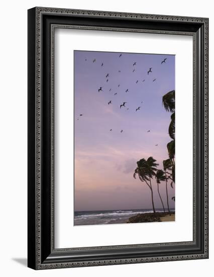 Coconut Palm and Magnificent Frigatebird, Half Moon Caye, Lighthouse Reef, Atoll, Belize-Pete Oxford-Framed Photographic Print