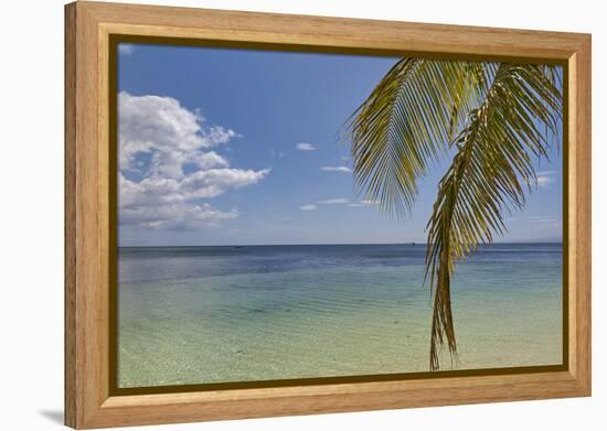 Coconut palm fronds hang down over the shore along the beach at San Juan, Siquijor, Philippines, So-Nigel Hicks-Framed Premier Image Canvas