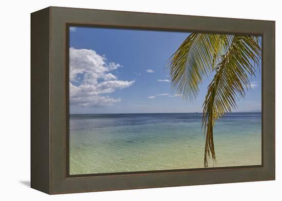 Coconut palm fronds hang down over the shore along the beach at San Juan, Siquijor, Philippines, So-Nigel Hicks-Framed Premier Image Canvas