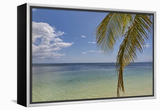 Coconut palm fronds hang down over the shore along the beach at San Juan, Siquijor, Philippines, So-Nigel Hicks-Framed Premier Image Canvas