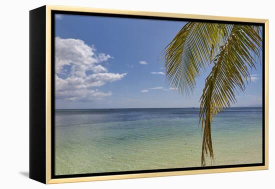 Coconut palm fronds hang down over the shore along the beach at San Juan, Siquijor, Philippines, So-Nigel Hicks-Framed Premier Image Canvas