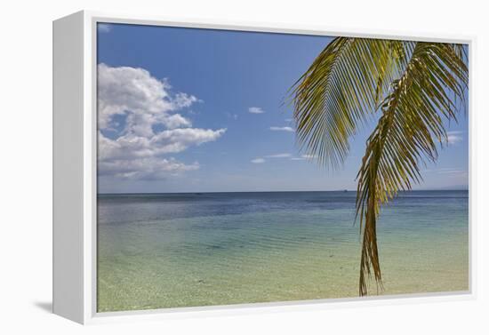 Coconut palm fronds hang down over the shore along the beach at San Juan, Siquijor, Philippines, So-Nigel Hicks-Framed Premier Image Canvas