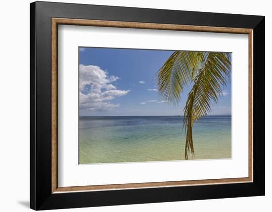 Coconut palm fronds hang down over the shore along the beach at San Juan, Siquijor, Philippines, So-Nigel Hicks-Framed Photographic Print