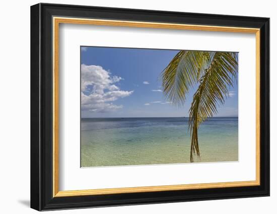 Coconut palm fronds hang down over the shore along the beach at San Juan, Siquijor, Philippines, So-Nigel Hicks-Framed Photographic Print