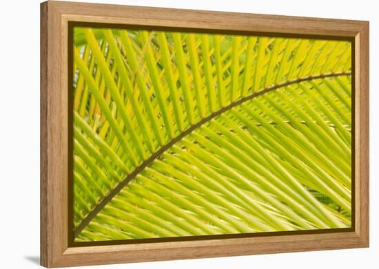 Coconut Palm Fronds, Honduras, Central America-Stuart Westmorland-Framed Premier Image Canvas