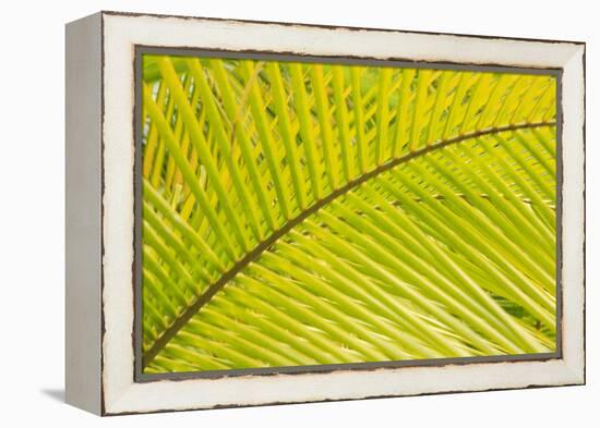Coconut Palm Fronds, Honduras, Central America-Stuart Westmorland-Framed Premier Image Canvas