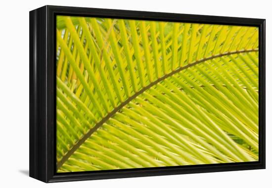 Coconut Palm Fronds, Honduras, Central America-Stuart Westmorland-Framed Premier Image Canvas