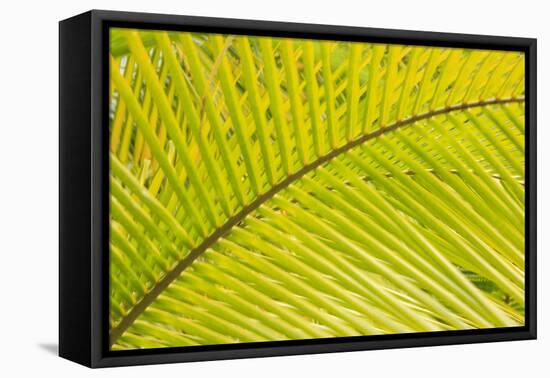 Coconut Palm Fronds, Honduras, Central America-Stuart Westmorland-Framed Premier Image Canvas