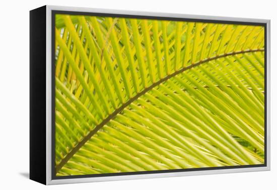 Coconut Palm Fronds, Honduras, Central America-Stuart Westmorland-Framed Premier Image Canvas