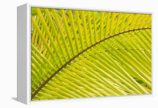Coconut Palm Fronds, Honduras, Central America-Stuart Westmorland-Framed Premier Image Canvas