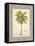 Coconut Palm Illustration-Arnie Fisk-Framed Stretched Canvas