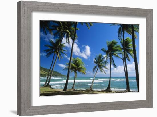 Coconut Palm Palm Trees Along Shoreline-null-Framed Photographic Print