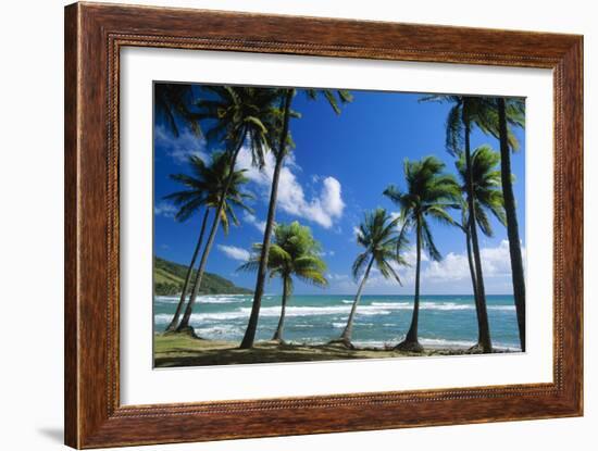 Coconut Palm Palm Trees Along Shoreline-null-Framed Photographic Print